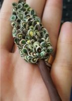 Check this Polymer clay tree tutorial, you might like it!